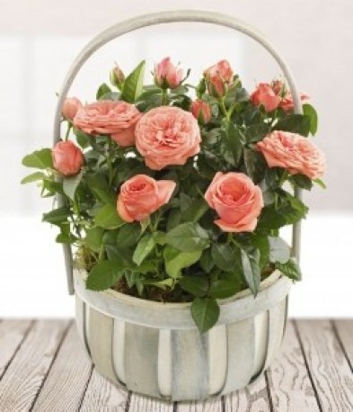 Rose Planted Basket