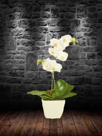 White Orchid