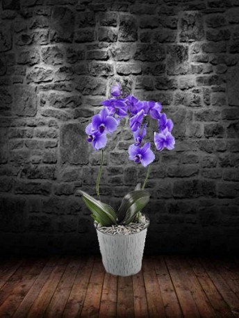 Blue Orchid