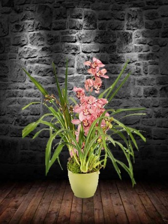 Pink Cymbidium