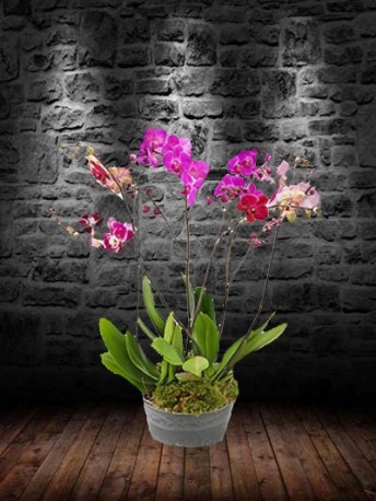 Orchid Trio