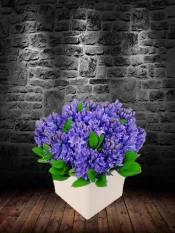 Blue Hyacinth