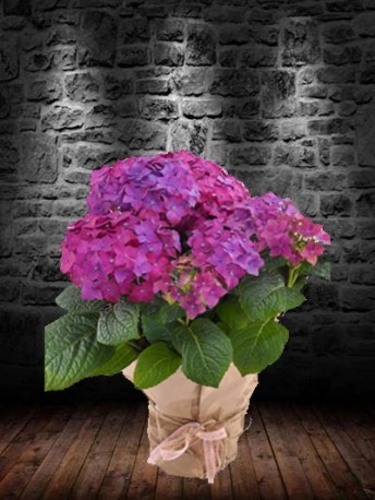 Purple Hydrangea