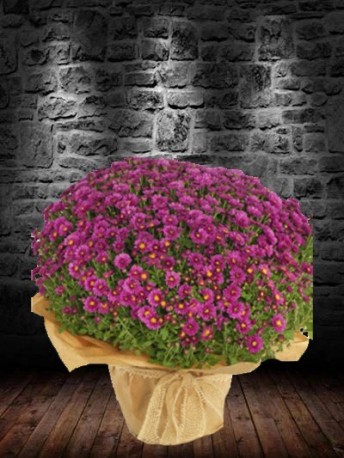 Pot Chrysanthemum