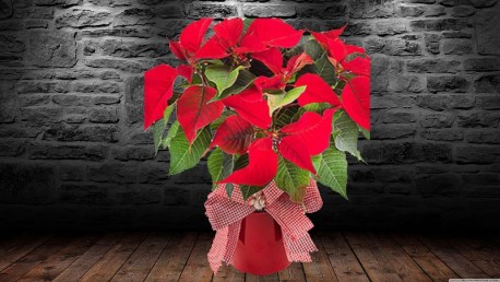 Poinsettia