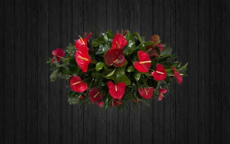 Anthurium - CSK119