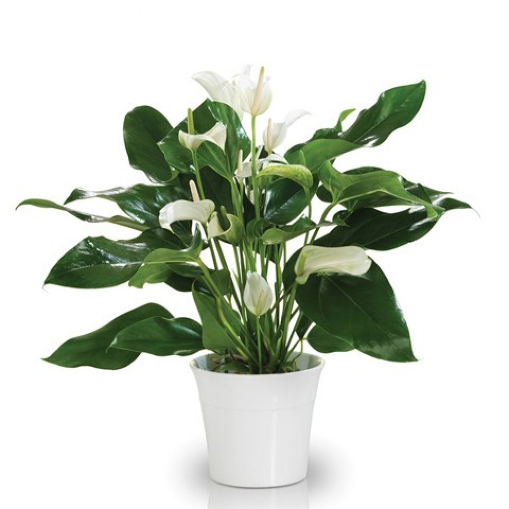 White Anthurium  Rosa Florist's