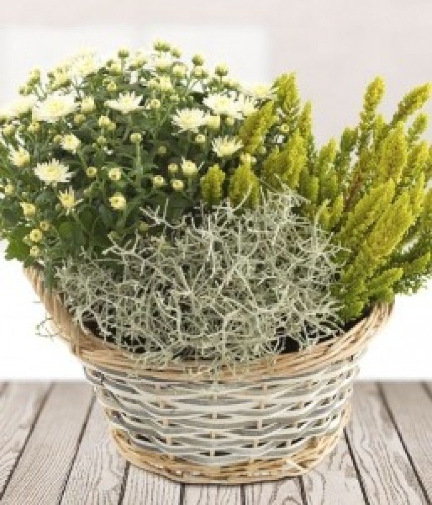 Mixed Plant Pot Rosa Florist