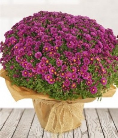 Pot Chrysanthemum