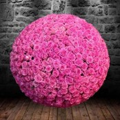 100, 300, 500 Pink Roses