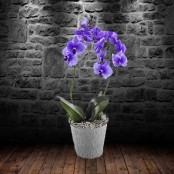 Blue Orchid