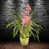 Pink Cymbidium