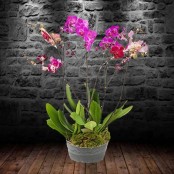 Orchid Trio