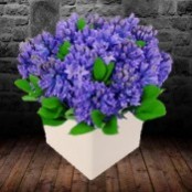 Blue Hyacinth