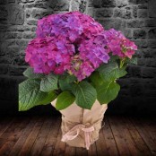 Purple Hydrangea