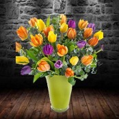 Tulip Treat