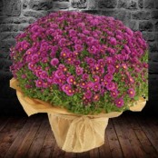 Pot Chrysanthemum