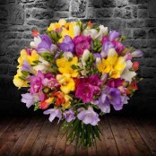 Mixed Freesias