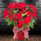 Poinsettia