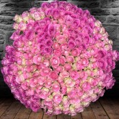 200, 400, 600 Pink Roses