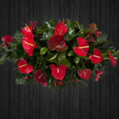 Anthurium - CSK119